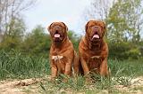 DOGUE DE BORDEAUX 008